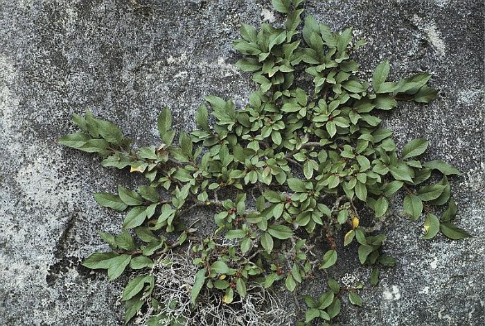 Rhamnus pumila